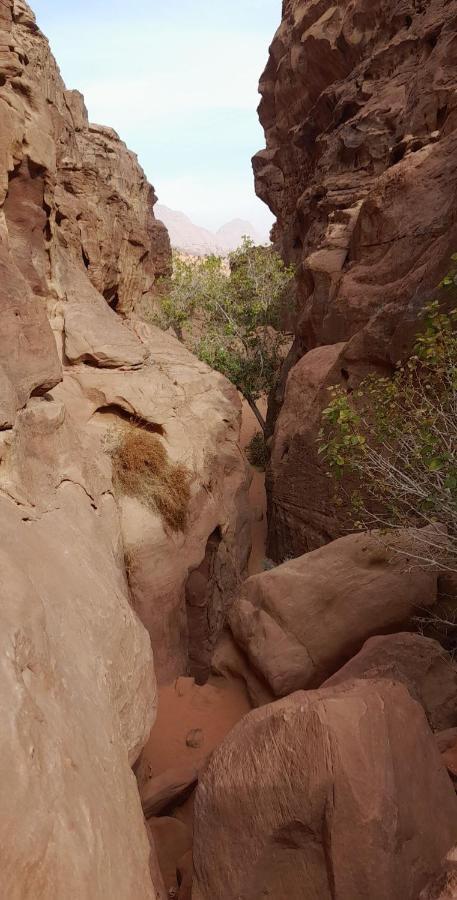 Wadi Rum Camels Camp Luaran gambar